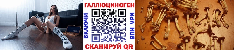 Псилоцибиновые грибы Psilocybine cubensis  Можга 
